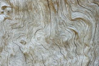 tree trunk surface by Peter Aschoff courtesy of Unsplash.