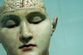 human anatomy model by David Matos courtesy of Unsplash.