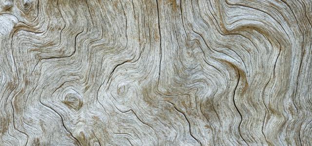 tree trunk surface by Peter Aschoff courtesy of Unsplash.